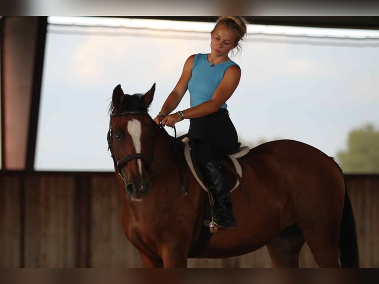 American Quarter Horse Ruin 13 Jaar 150 cm Roodbruin in Stephenville TX