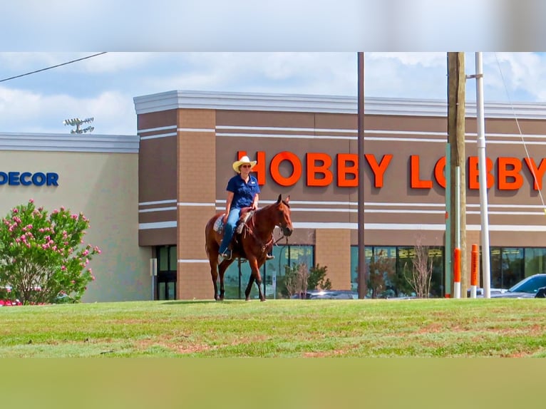 American Quarter Horse Ruin 13 Jaar 150 cm Roodbruin in Stephenville TX