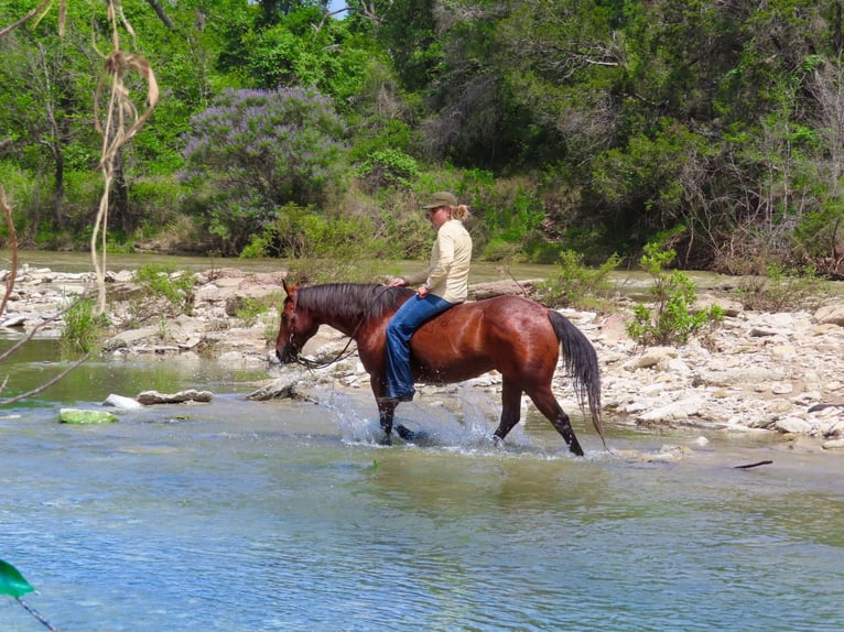 American Quarter Horse Ruin 13 Jaar 150 cm Roodbruin in Stephenville TX