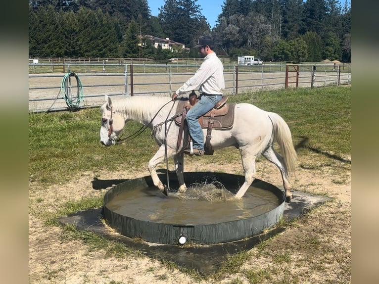 American Quarter Horse Ruin 13 Jaar 150 cm Schimmel in Bitterwater CA