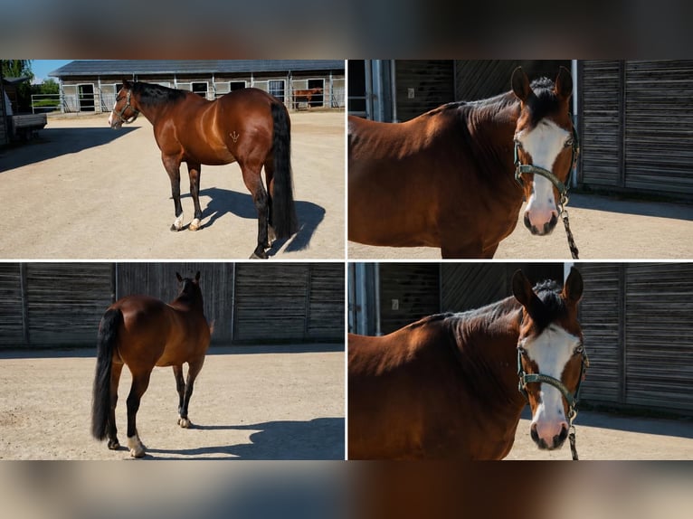 American Quarter Horse Ruin 13 Jaar 150 cm Zwartbruin in Mooslargue