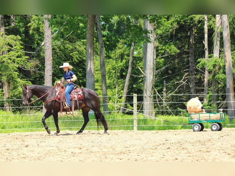 American Quarter Horse Mix Ruin 13 Jaar 152 cm Bruin in Clarion, PA