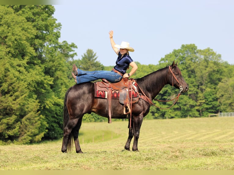 American Quarter Horse Mix Ruin 13 Jaar 152 cm Bruin in Clarion, PA