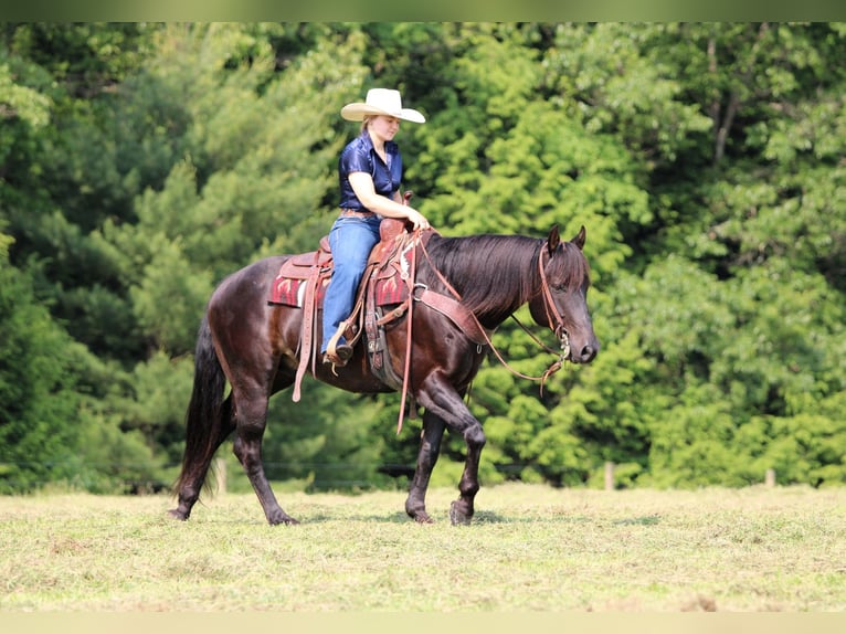 American Quarter Horse Mix Ruin 13 Jaar 152 cm Bruin in Clarion, PA