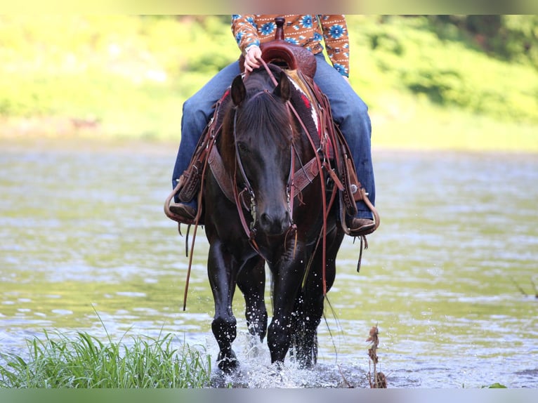 American Quarter Horse Mix Ruin 13 Jaar 152 cm Bruin in Clarion, PA
