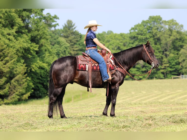 American Quarter Horse Mix Ruin 13 Jaar 152 cm Bruin in Clarion, PA