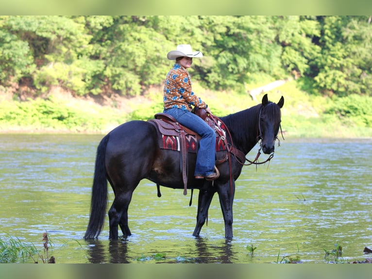 American Quarter Horse Mix Ruin 13 Jaar 152 cm Bruin in Clarion, PA