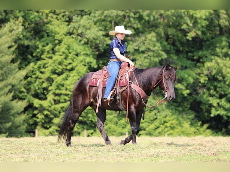 American Quarter Horse Mix Ruin 13 Jaar 152 cm Bruin in Clarion, PA