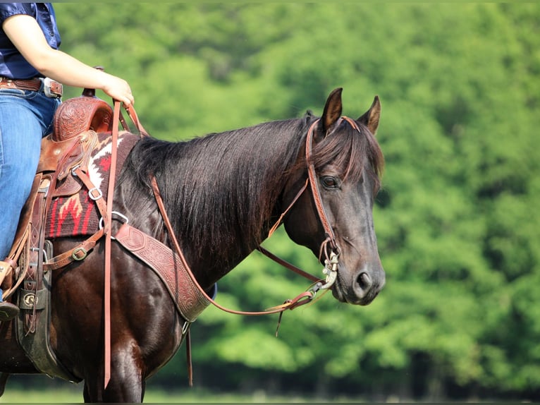 American Quarter Horse Mix Ruin 13 Jaar 152 cm Bruin in Clarion, PA