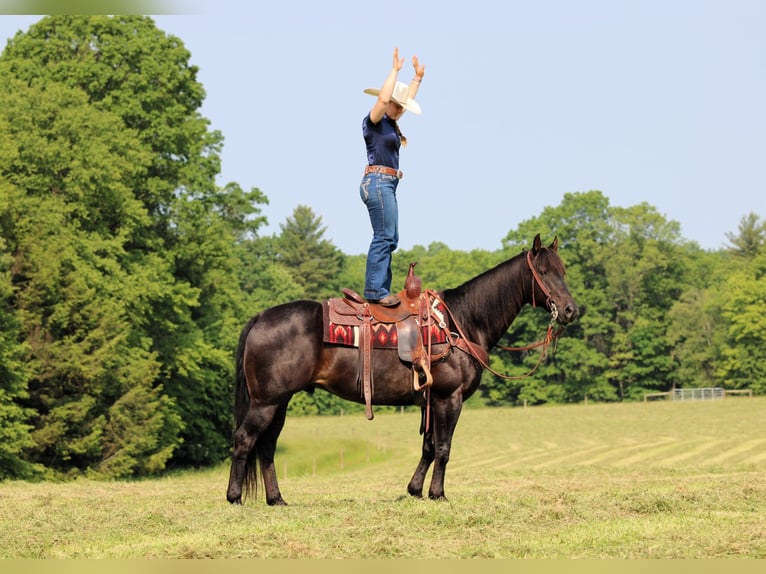 American Quarter Horse Mix Ruin 13 Jaar 152 cm Bruin in Clarion, PA