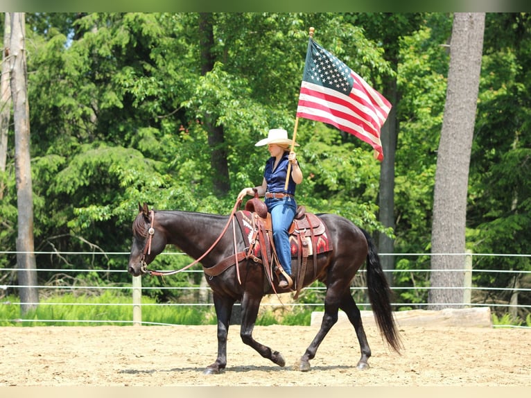 American Quarter Horse Mix Ruin 13 Jaar 152 cm Bruin in Clarion, PA
