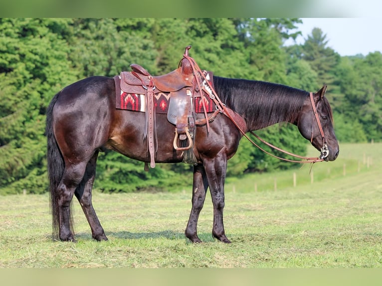 American Quarter Horse Mix Ruin 13 Jaar 152 cm Bruin in Clarion, PA