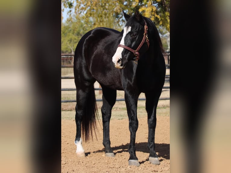 American Quarter Horse Ruin 13 Jaar 152 cm Bruin in Breckenridge TX