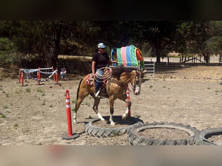 American Quarter Horse Ruin 13 Jaar 152 cm Buckskin in Tres Pinos