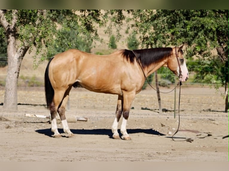 American Quarter Horse Ruin 13 Jaar 152 cm Buckskin in Tres Pinos