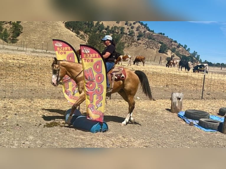 American Quarter Horse Ruin 13 Jaar 152 cm Buckskin in Tres Pinos