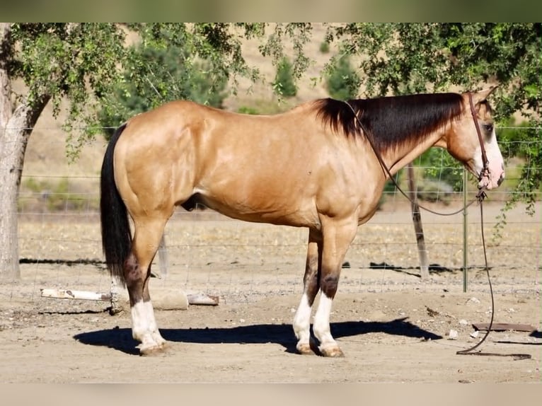 American Quarter Horse Ruin 13 Jaar 152 cm Buckskin in Tres Pinos