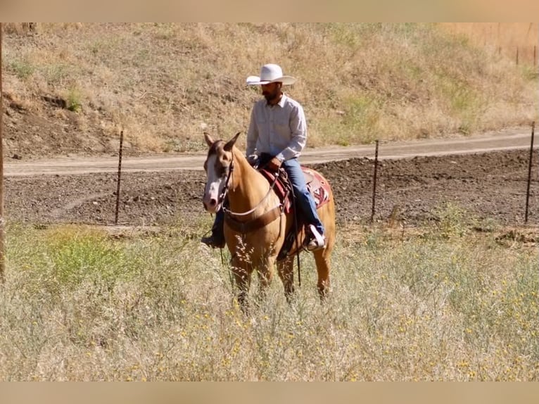 American Quarter Horse Ruin 13 Jaar 152 cm Buckskin in Tres Pinos