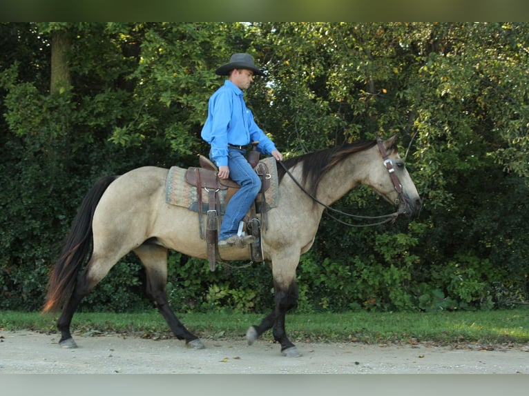 American Quarter Horse Ruin 13 Jaar 152 cm Buckskin in Fort Atkinson WI