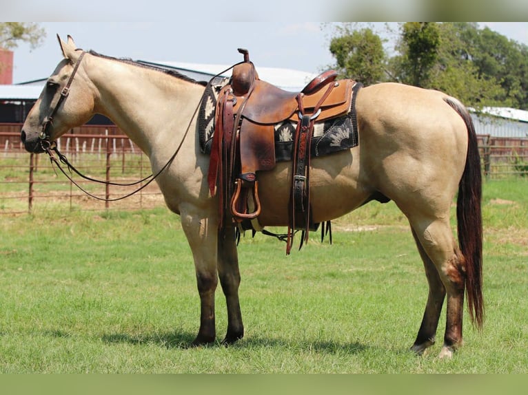 American Quarter Horse Ruin 13 Jaar 152 cm Buckskin in Lipan TX