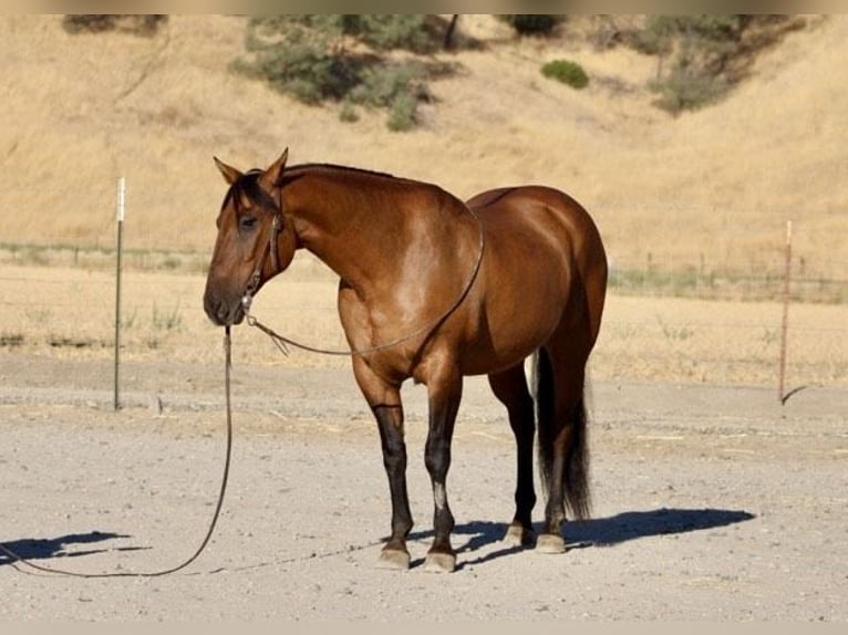 American Quarter Horse Ruin 13 Jaar 152 cm Buckskin in Paicines CA