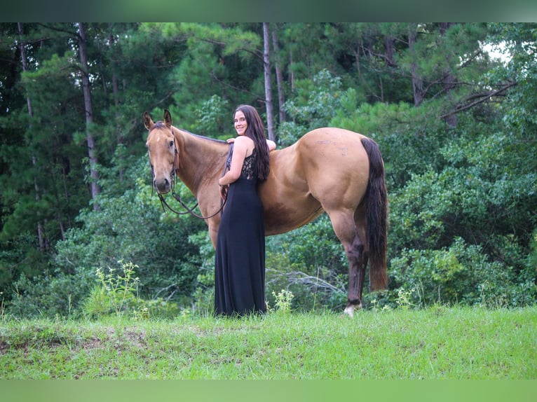 American Quarter Horse Ruin 13 Jaar 152 cm Buckskin in rUSK tx