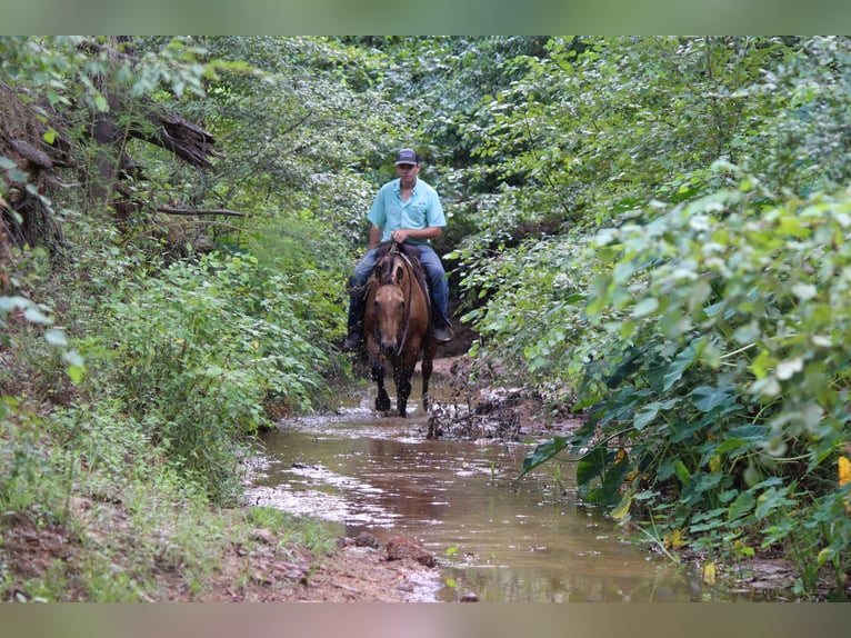 American Quarter Horse Ruin 13 Jaar 152 cm Buckskin in rUSK tx