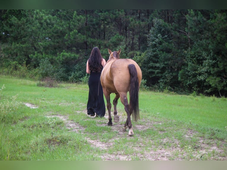 American Quarter Horse Ruin 13 Jaar 152 cm Buckskin in rUSK tx