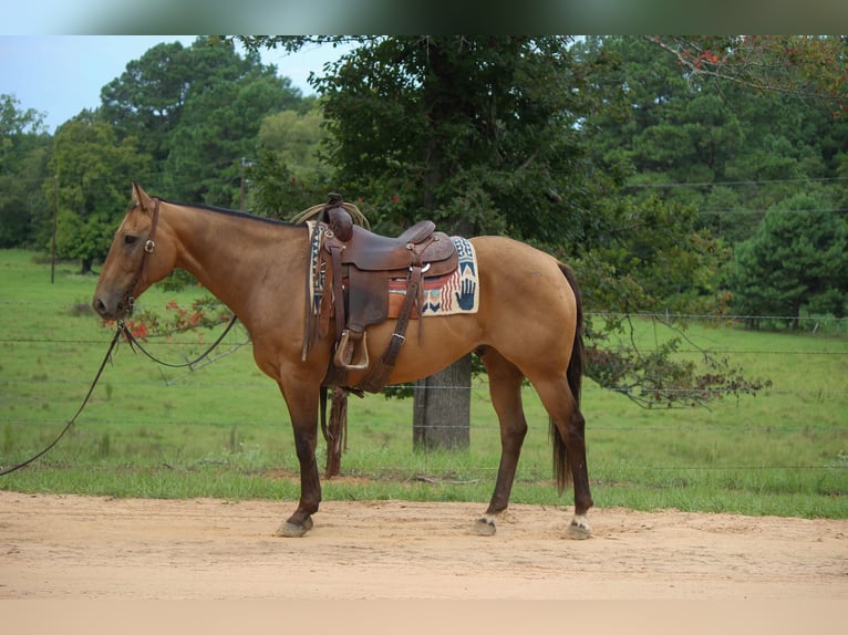 American Quarter Horse Ruin 13 Jaar 152 cm Buckskin in rUSK tx