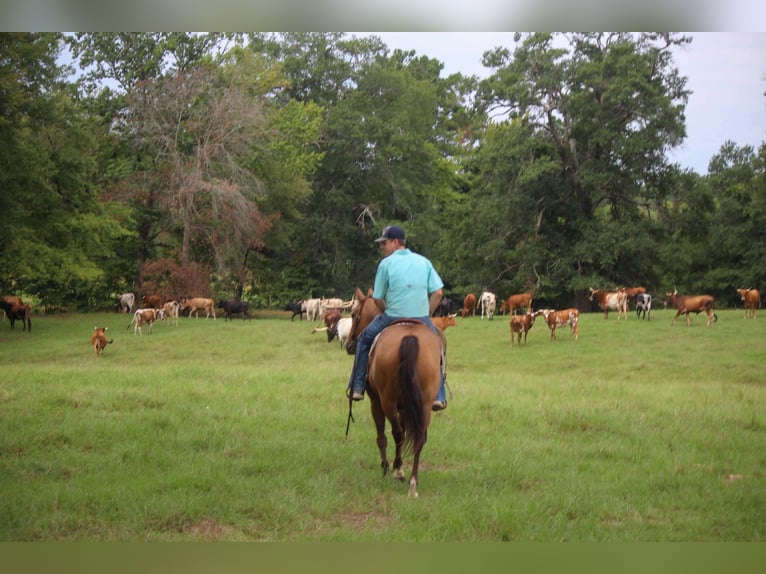 American Quarter Horse Ruin 13 Jaar 152 cm Buckskin in rUSK tx