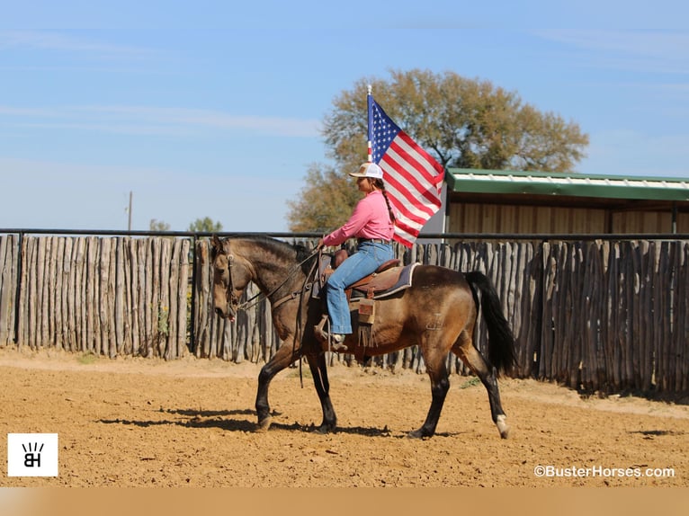 American Quarter Horse Ruin 13 Jaar 152 cm Buckskin in Weatherford TX