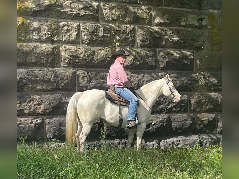 American Quarter Horse Ruin 13 Jaar 152 cm Cremello in Lisbon IA
