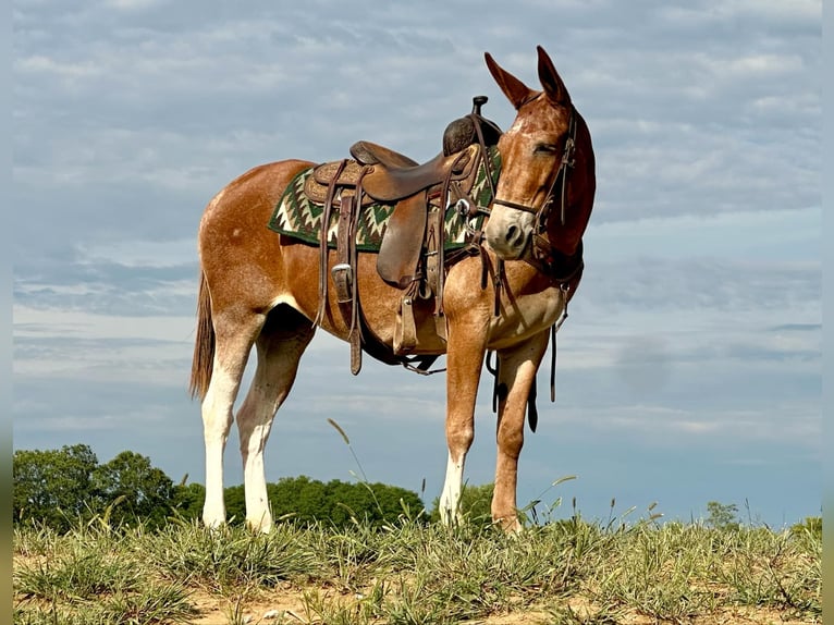 American Quarter Horse Ruin 13 Jaar 152 cm Donkere-vos in Brooksville KY