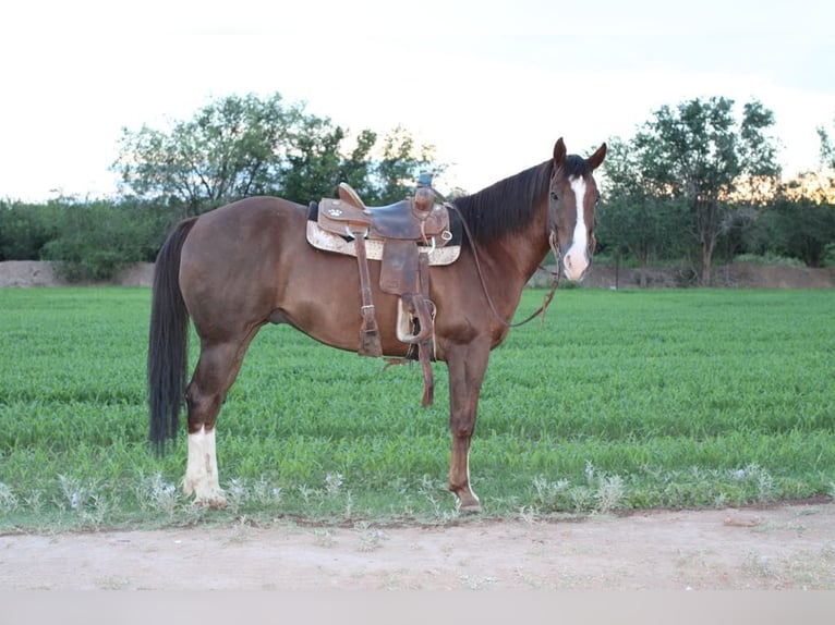 American Quarter Horse Ruin 13 Jaar 152 cm Donkere-vos in El Paso TX