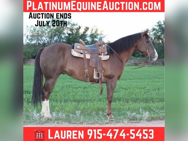 American Quarter Horse Ruin 13 Jaar 152 cm Donkere-vos in El Paso TX