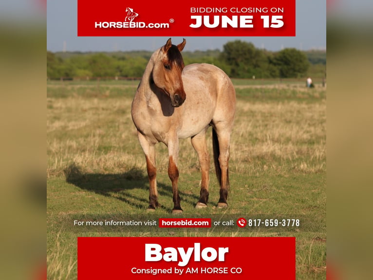American Quarter Horse Ruin 13 Jaar 152 cm Falbe in Mineral Wells