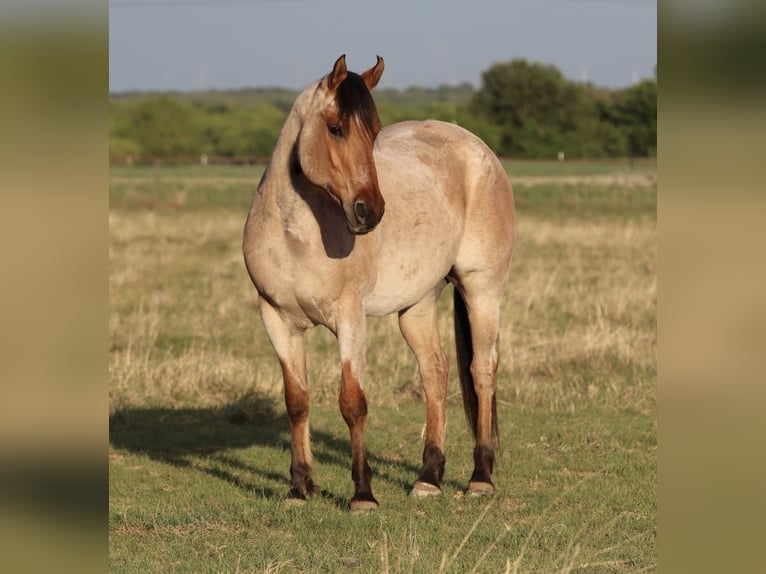 American Quarter Horse Ruin 13 Jaar 152 cm Falbe in Mineral Wells