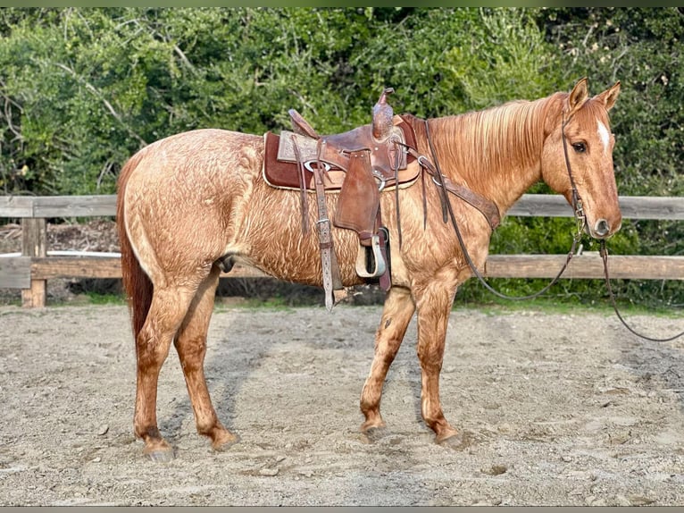 American Quarter Horse Ruin 13 Jaar 152 cm Falbe in Bitterwater CA