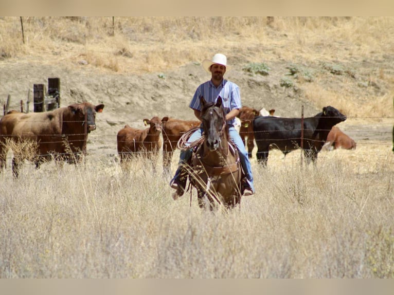 American Quarter Horse Ruin 13 Jaar 152 cm Grullo in Paicines CA
