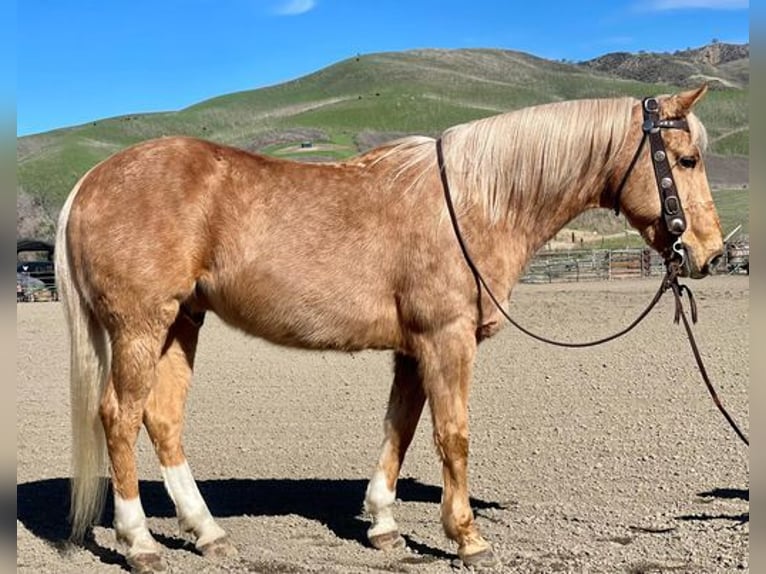 American Quarter Horse Ruin 13 Jaar 152 cm Palomino in Paicines, CA