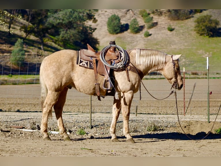 American Quarter Horse Ruin 13 Jaar 152 cm Palomino in Paicines CA