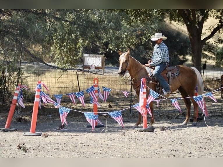 American Quarter Horse Ruin 13 Jaar 152 cm Palomino in Paicines CA