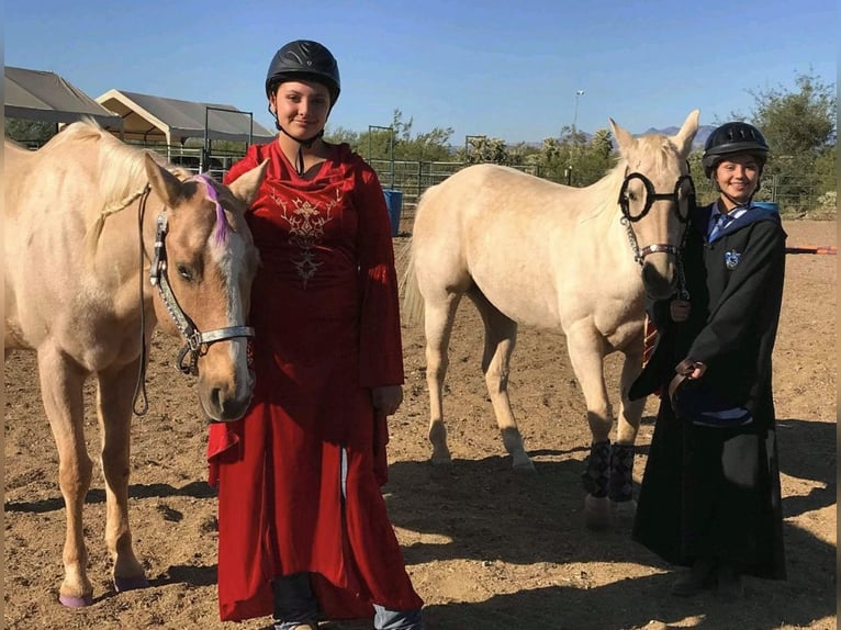American Quarter Horse Ruin 13 Jaar 152 cm Palomino in Sahuarita, AZ