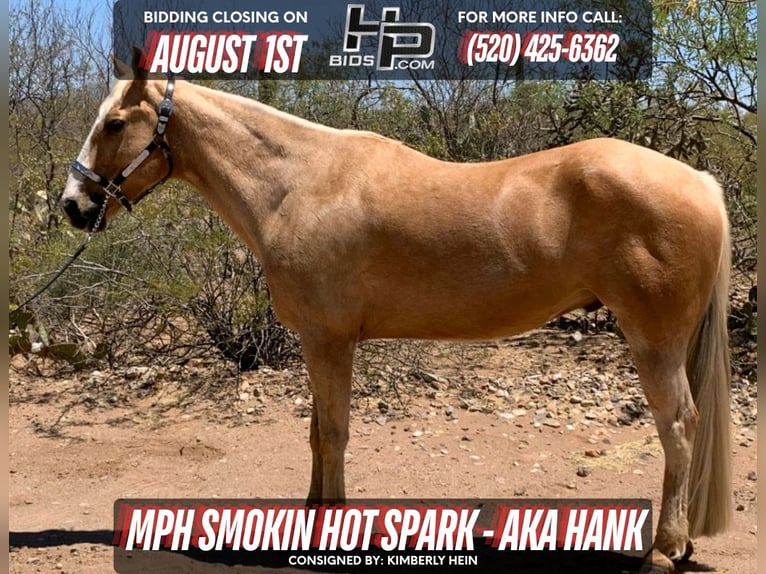 American Quarter Horse Ruin 13 Jaar 152 cm Palomino in Sahuarita, AZ