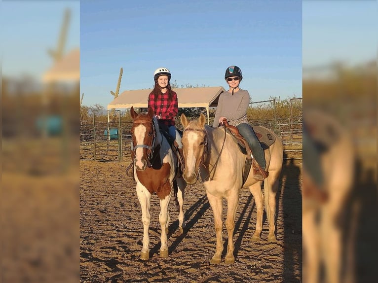American Quarter Horse Ruin 13 Jaar 152 cm Palomino in Sahuarita, AZ