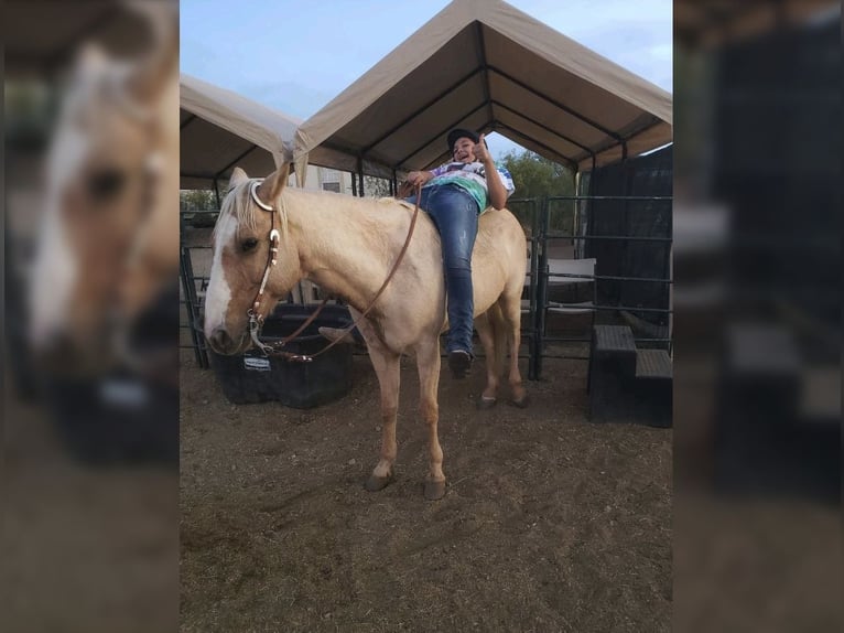 American Quarter Horse Ruin 13 Jaar 152 cm Palomino in Sahuarita, AZ
