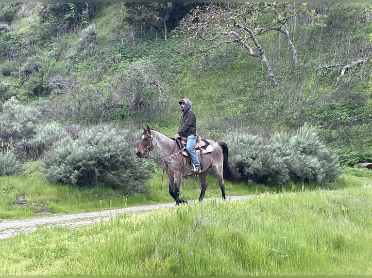 American Quarter Horse Ruin 13 Jaar 152 cm Roan-Bay in PAICINES, CA