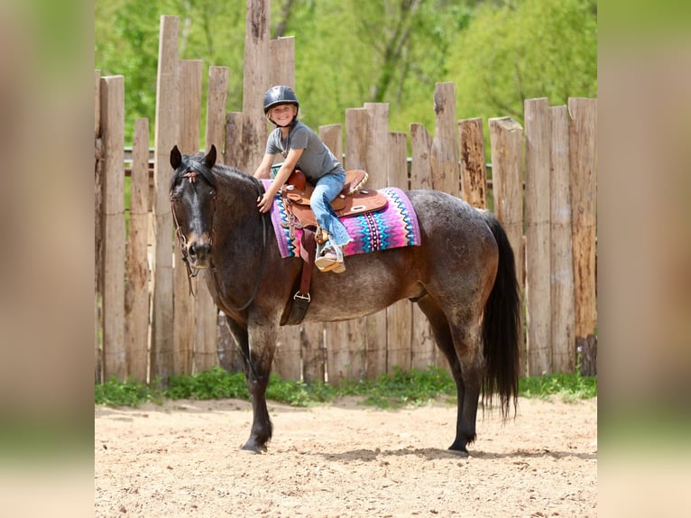 American Quarter Horse Ruin 13 Jaar 152 cm Roan-Bay in Athens