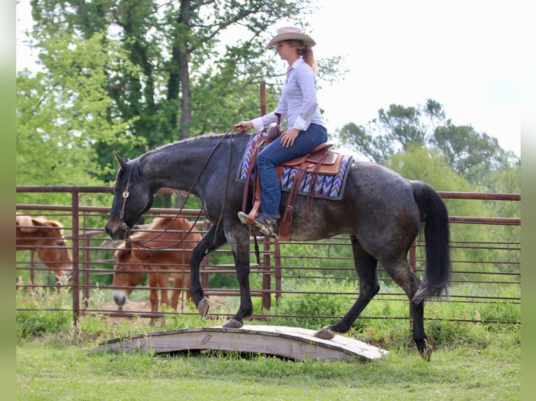 American Quarter Horse Ruin 13 Jaar 152 cm Roan-Bay in Athens