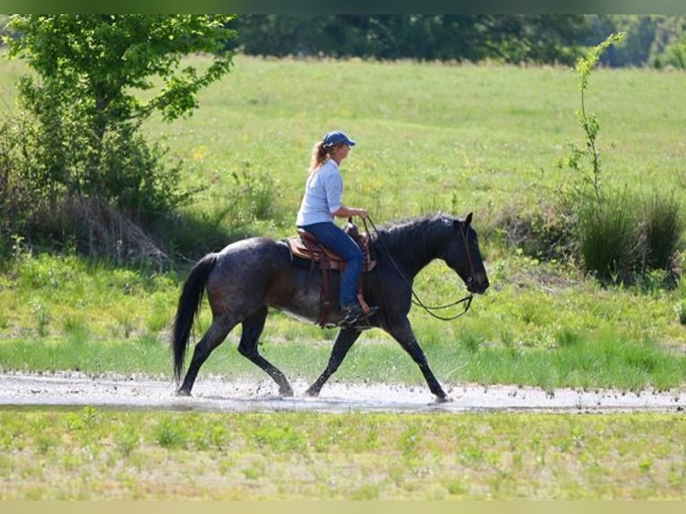 American Quarter Horse Ruin 13 Jaar 152 cm Roan-Bay in Athens